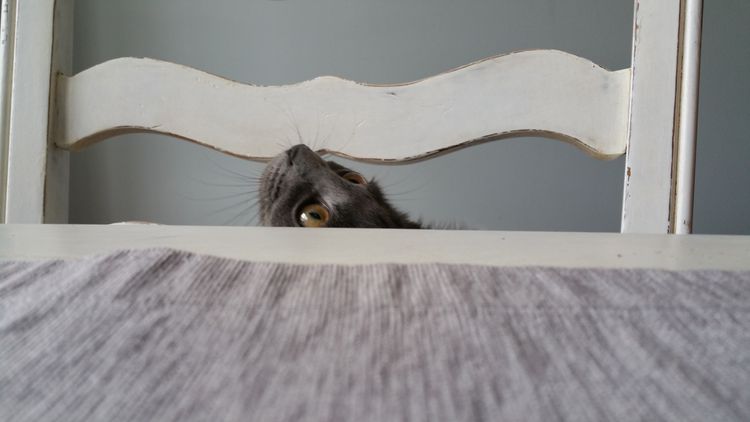 A Cat of a Different Color